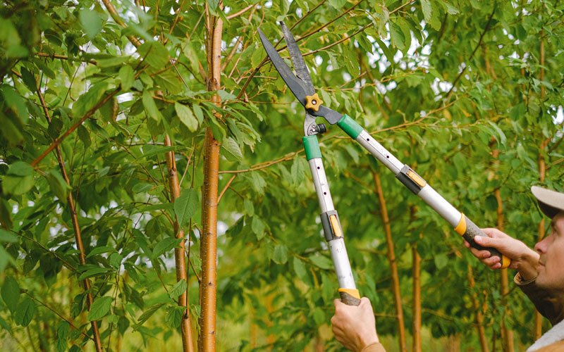 Tree trimming in Midvale, UT